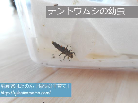1.5センチ程度に成長したテントウムシの幼虫